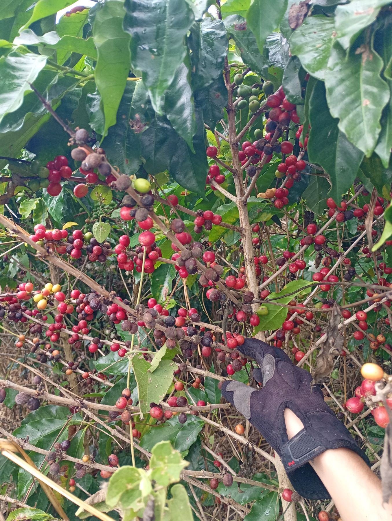 Galhos de café carregados de frutos vermelhos e verdes